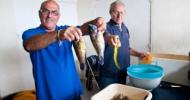 Dimanche 1er juin : concours de pêche à soutenir bateau (sélectif)