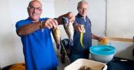 Report de Marseille Fête la pêche au dimanche 27 septembre